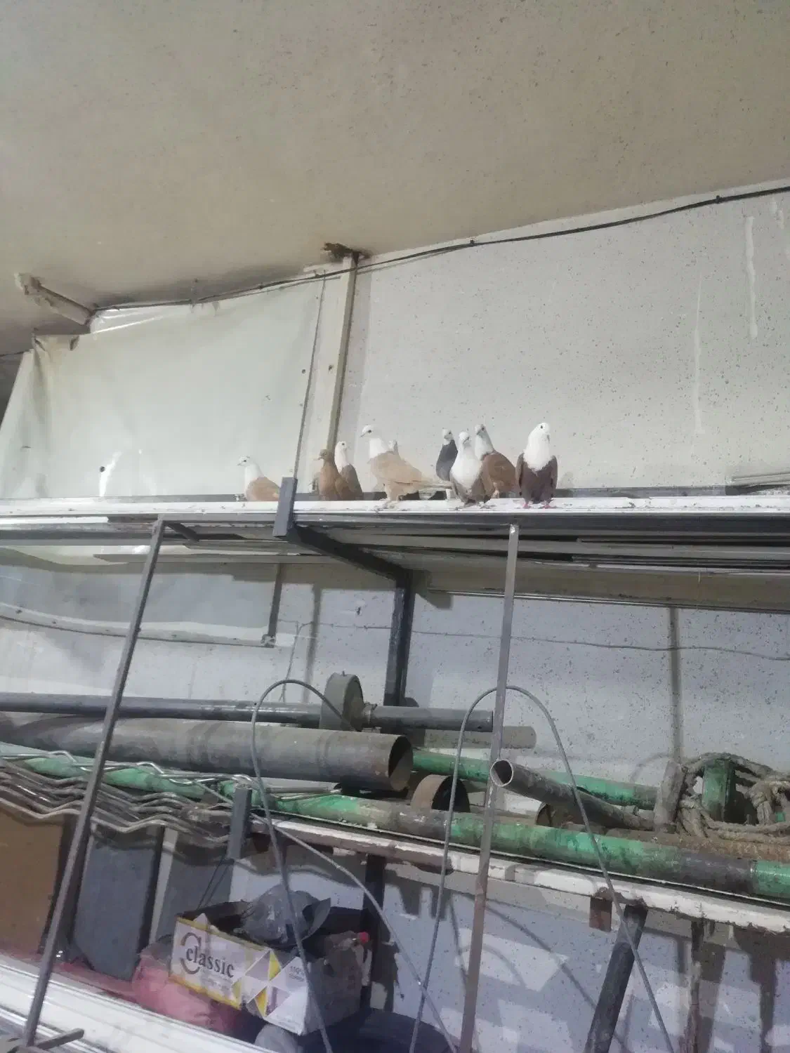 5عدد کله سفید جوانه|پرنده|سبزوار, امیر کبیر|دیوار