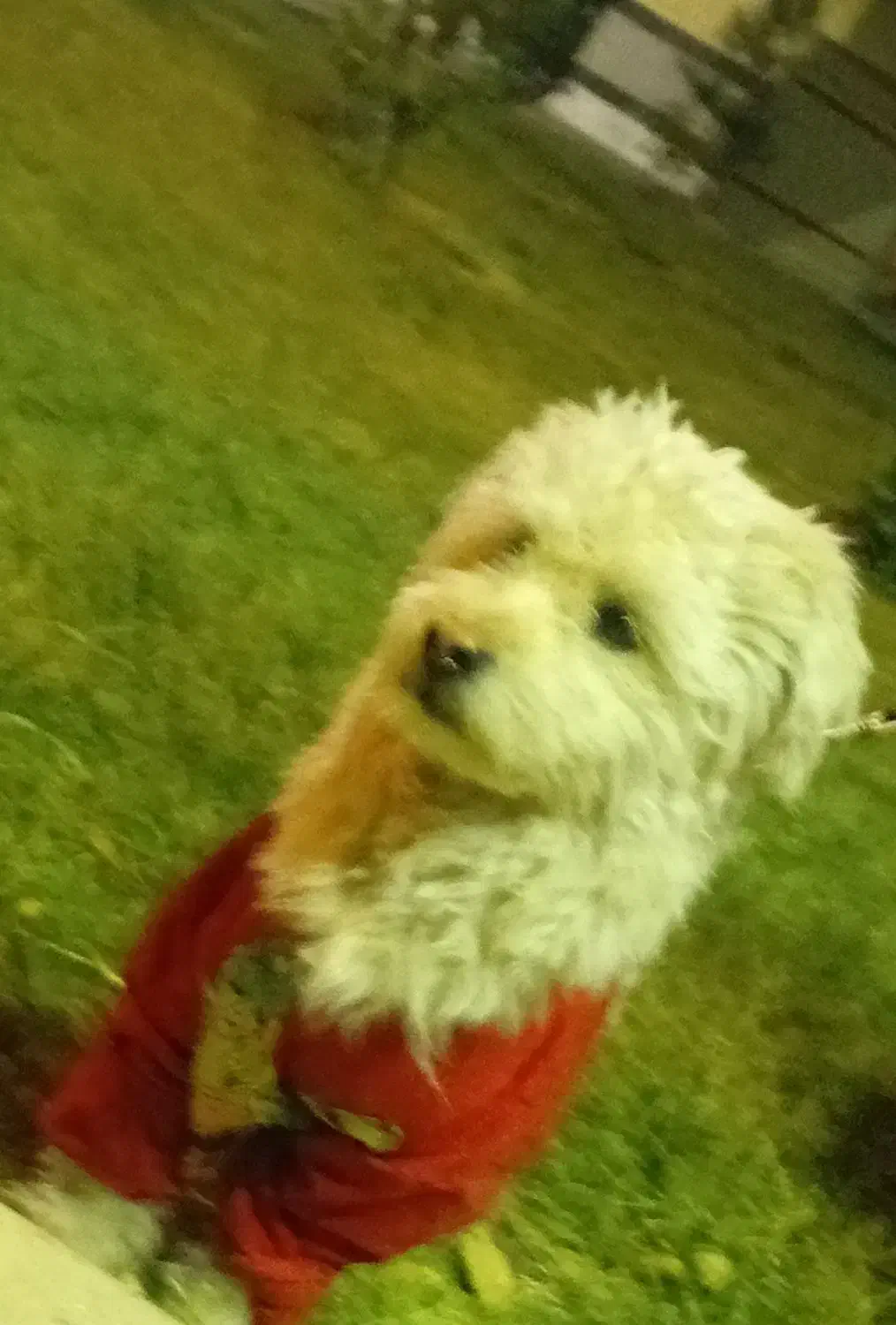 سگ شیتزو|سگ|اصفهان, شیخ طوسی|دیوار