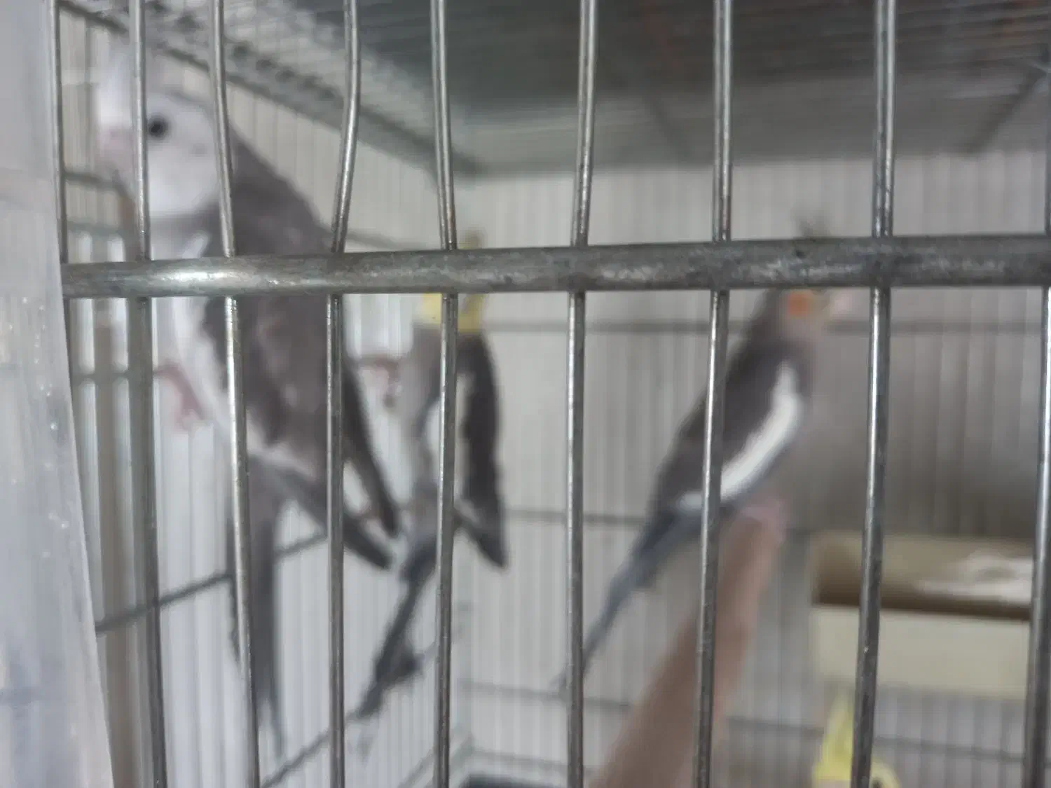 طوطی عروس هلندی|پرنده|سمنان, |دیوار