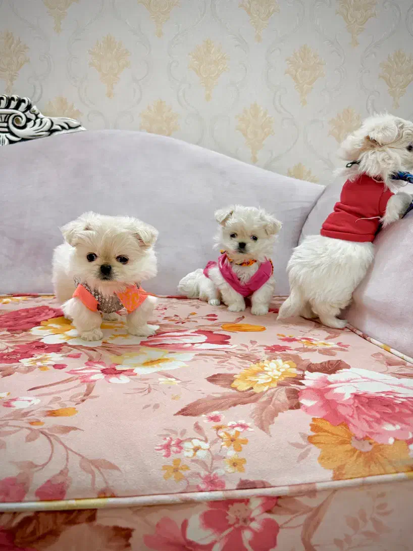 سگمینیاتوری نروماده۳ماهه تیکاپجیبی نیموجبپشمالو|سگ|تهران, نازیآباد|دیوار