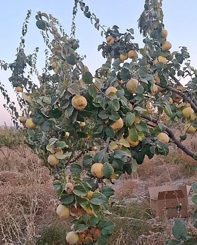 فروش میوه به|خوردنی و آشامیدنی|ارژن, |دیوار
