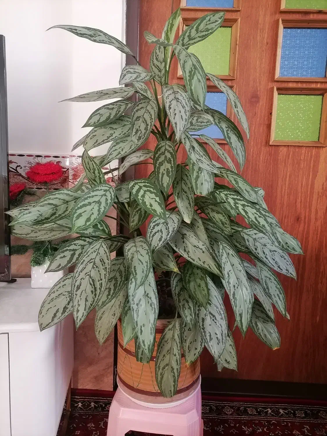 گل و گیاه|گل و گیاه طبیعی|سراجو, |دیوار