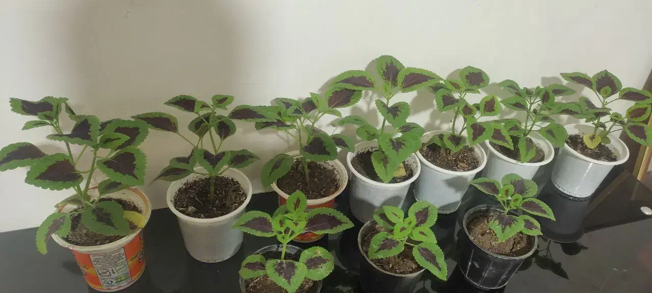 گل طبیعی|گل و گیاه طبیعی|کرمانشاه, |دیوار