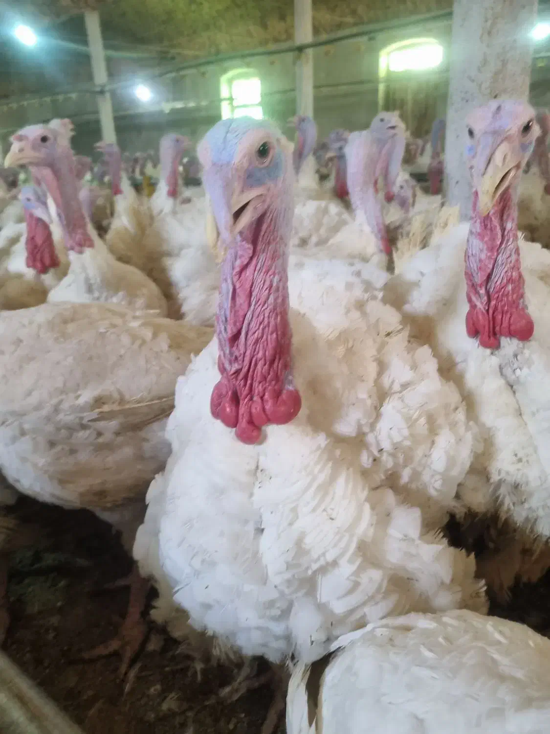 کود بوقلمون|خدمات باغبانی و درختکاری|فردوس (خراسان), |دیوار