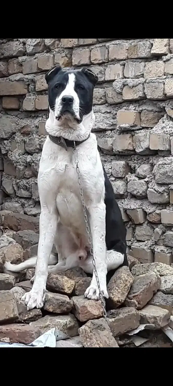 سگ نژاد دار|سگ|نهاوند, |دیوار