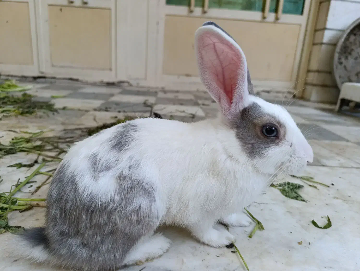 خرگوش های استثنایی و زیبا|موش و خرگوش|اهواز, کیانپارس |دیوار