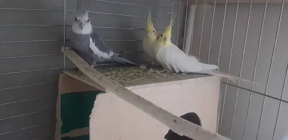 فروش چند عدد عروس هلندی|پرنده|سیرجان, |دیوار