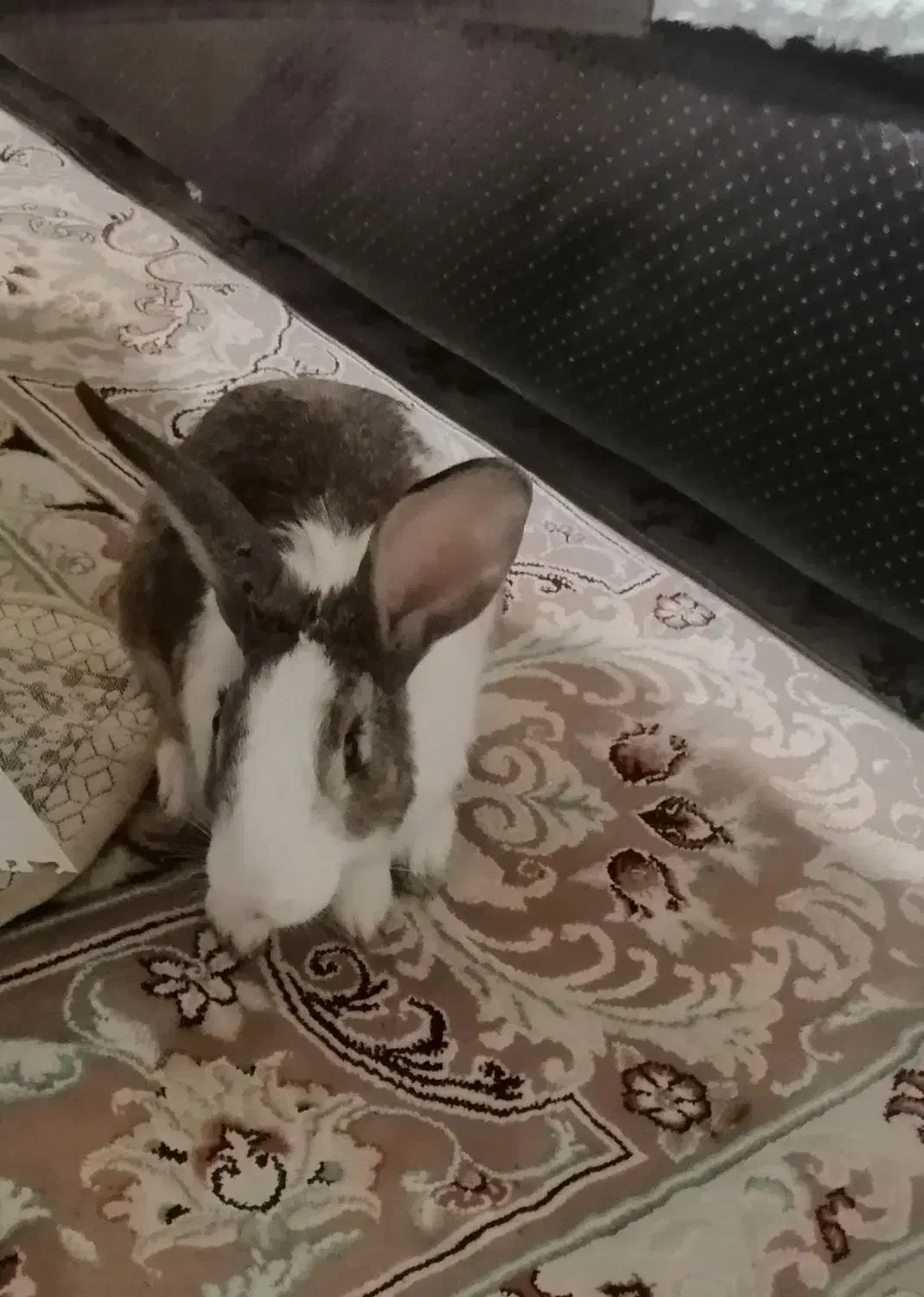 خرگوش|موش و خرگوش|تهران, دریا|دیوار