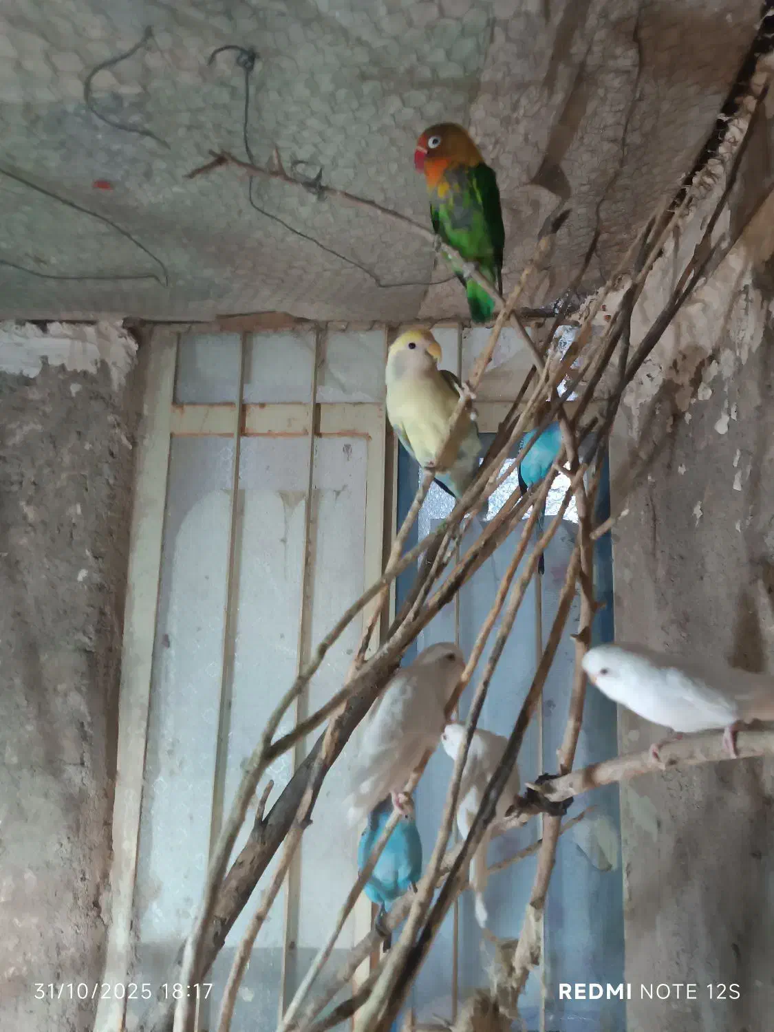 مرغ عشق و کوتوله|پرنده|زابل, |دیوار