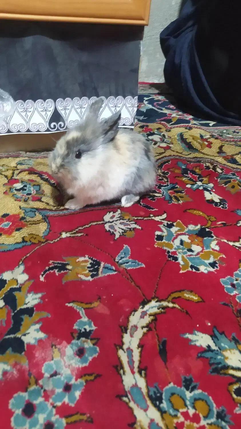 خرگوش لپ از باق حیوانات اصفهان اوردم|موش و خرگوش|گلپایگان, |دیوار