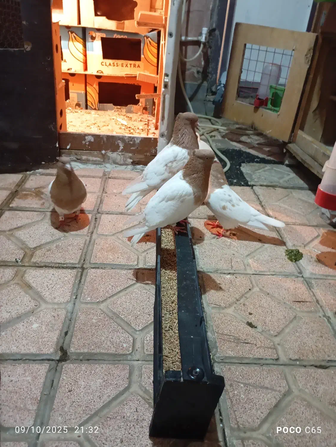 دو جفت باشی ساری نرو ماده|پرنده|اردبیل, |دیوار