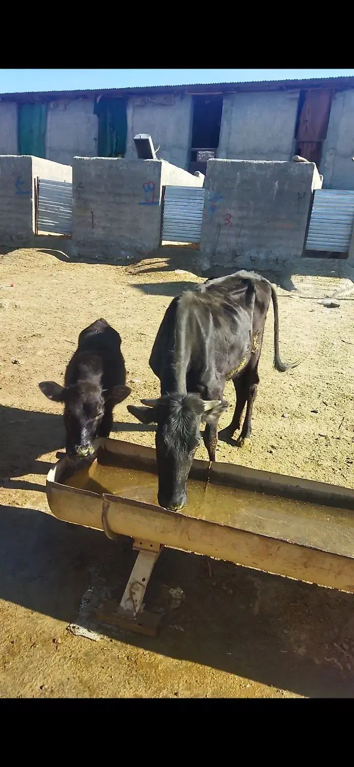 ماده گاو|حیوانات مزرعه|مریوان, |دیوار