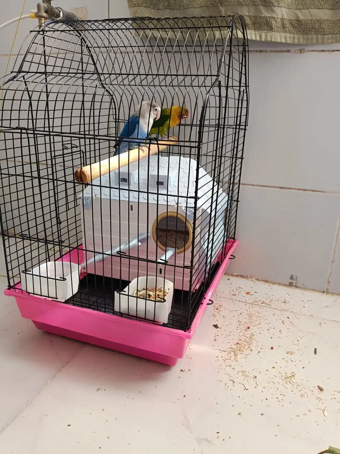 فروش دو عدد طوطی برزیلی مولد فقط نقدی|پرنده|صدرا-فارس, فاز ۱|دیوار