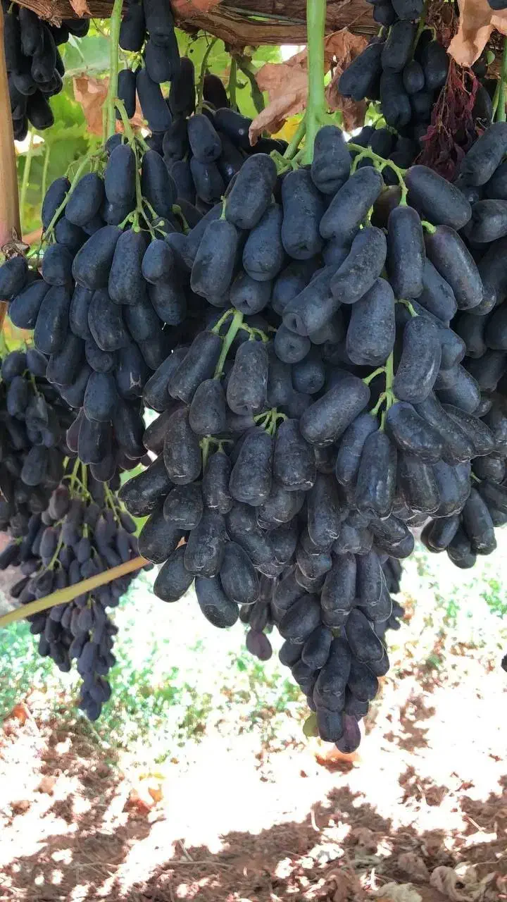 نهال انگور موندراپ بیدانه|خدمات باغبانی و درختکاری|تاکستان, |دیوار