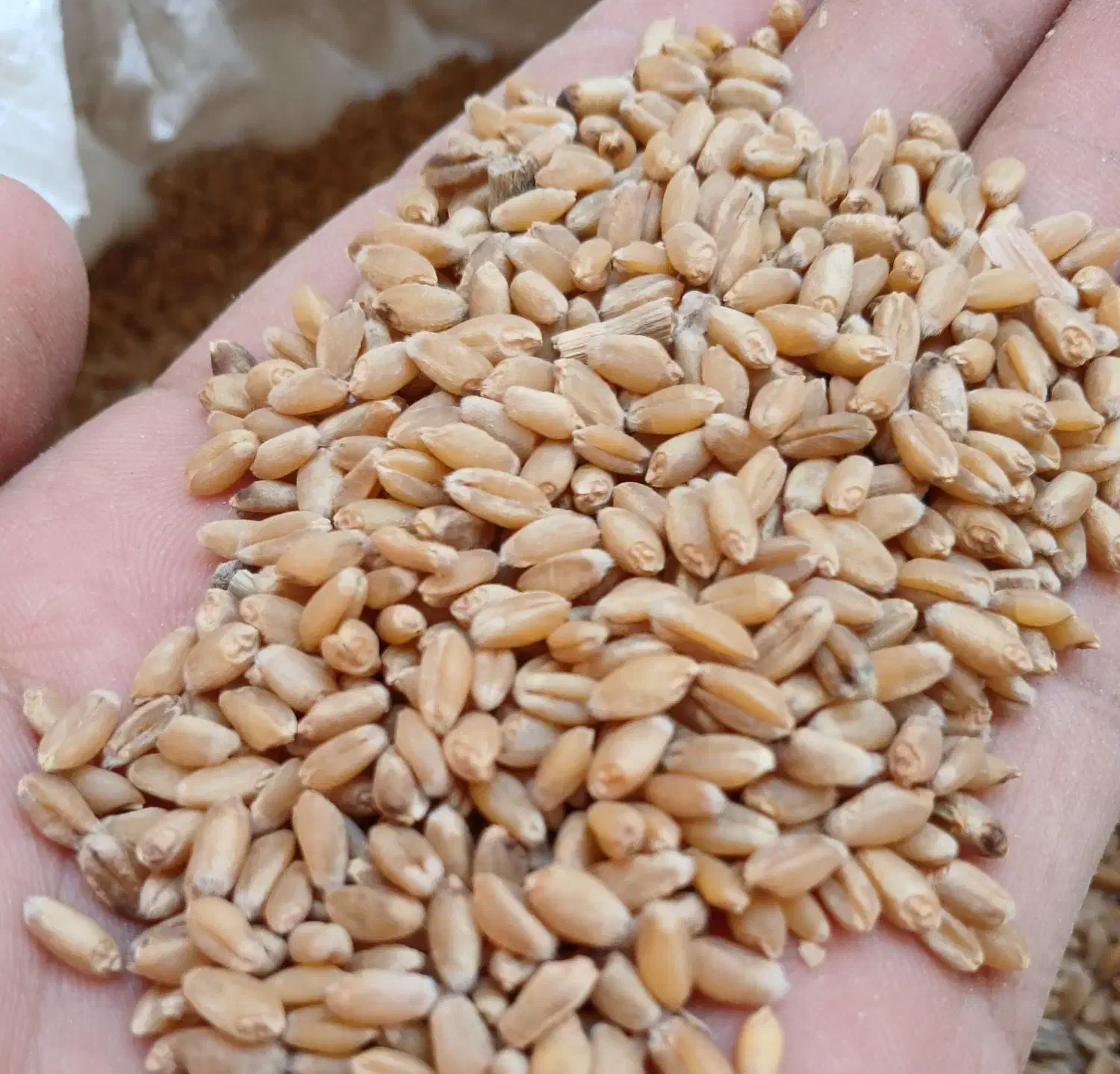 گندم مهرگان درجه یک|خوردنی و آشامیدنی|اهواز, کمپلو شمالی|دیوار