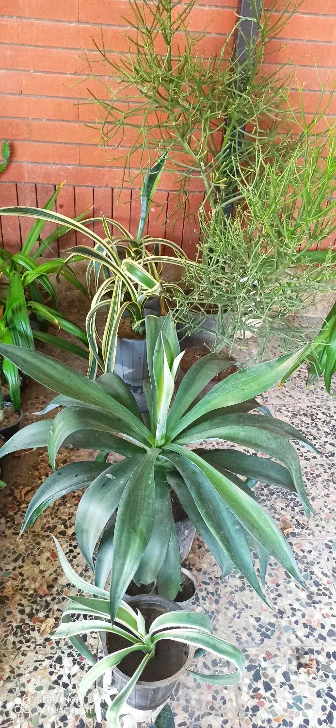 گل و گیاه فروشی|گل و گیاه طبیعی|چابهار, |دیوار