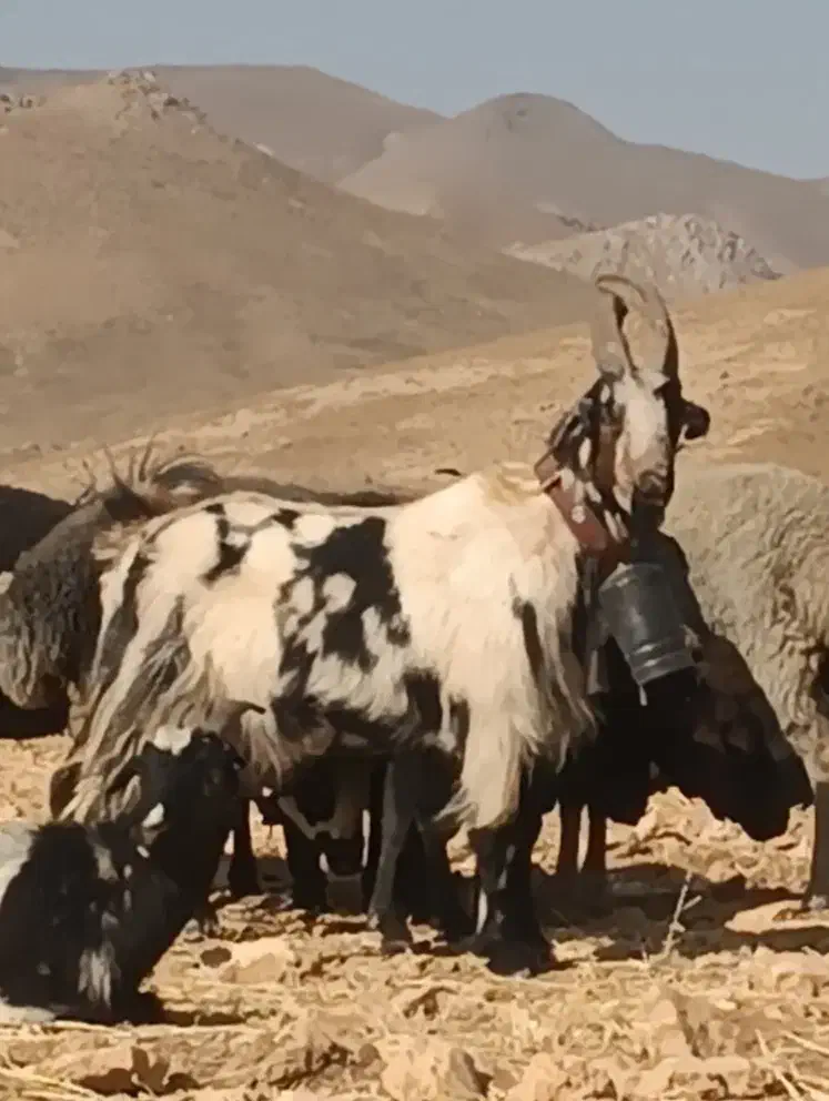 نربز|حیوانات مزرعه|خرقان, |دیوار