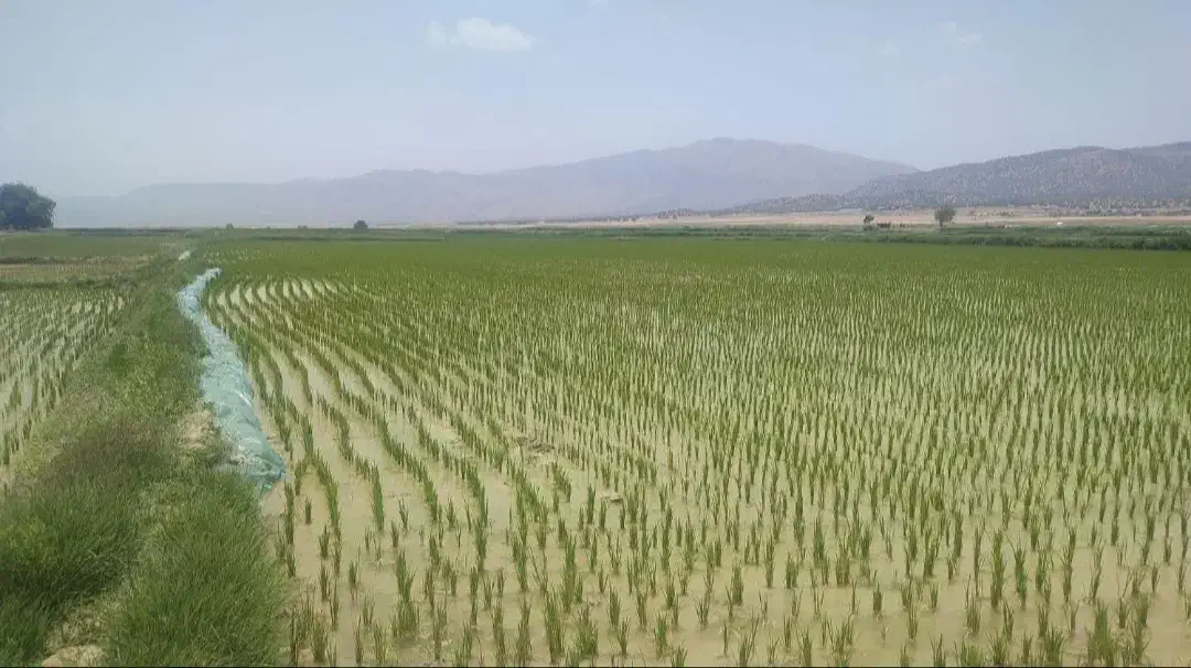 برنج کامفیروزی اصل حیدری درجه یک به شرط...|عمدهفروشی|کامفیروز, |دیوار