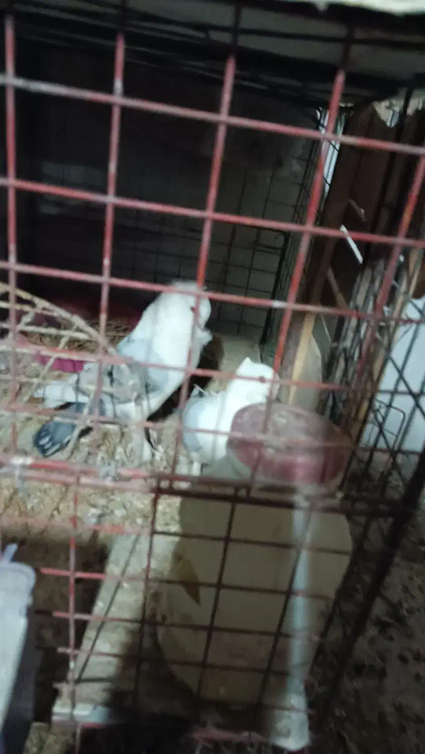 کبوتر ساتن بلژیکی آبی و هملت سیاه|پرنده|نجف‌آباد, کهریزسنگ|دیوار