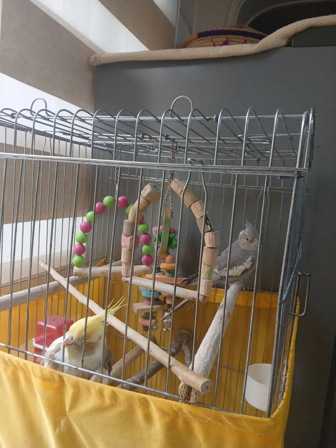 دوعدد عروس هلندی نر|پرنده|تهران, باشگاه نفت|دیوار