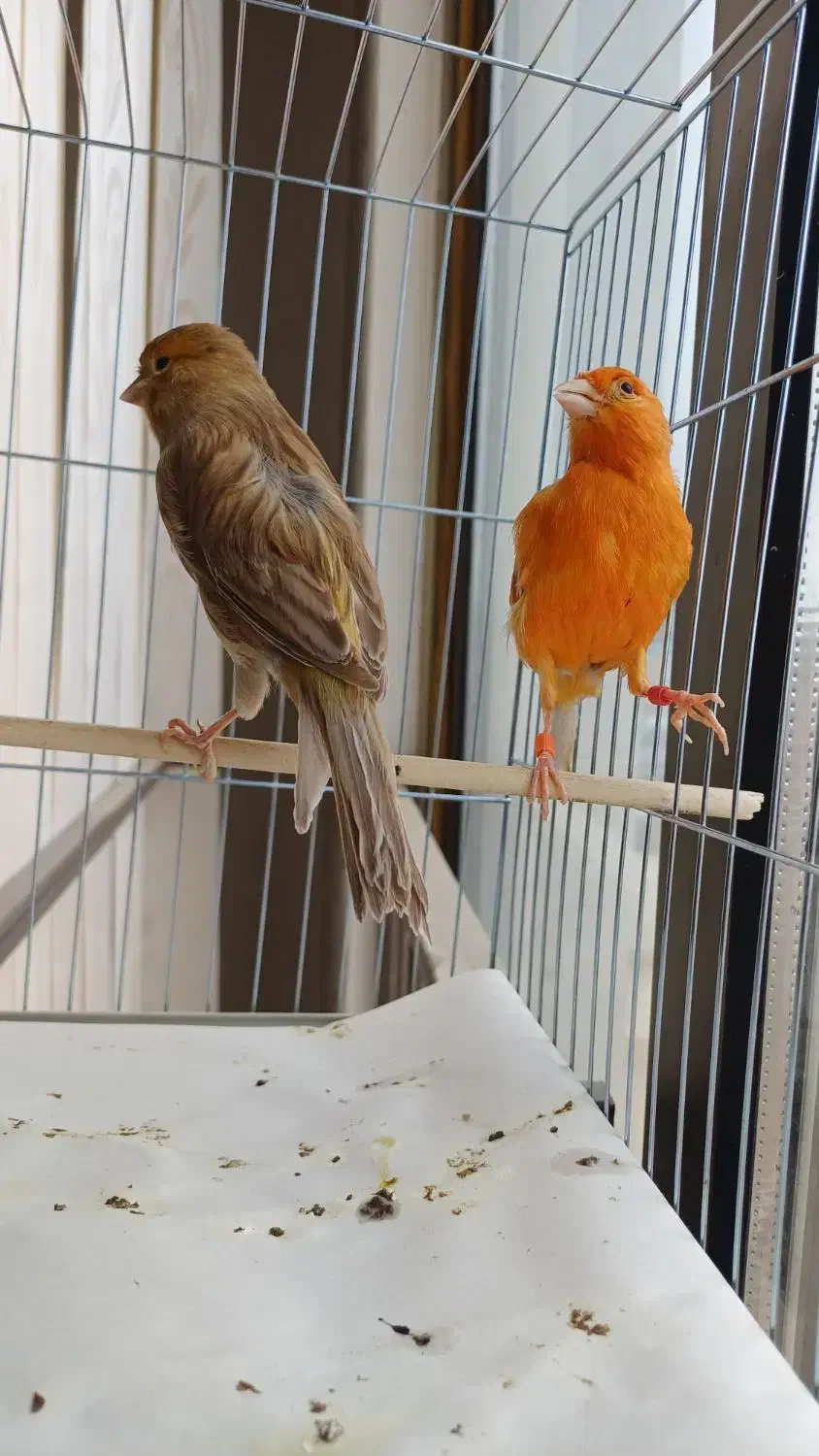 قناری دارچینی و چغندری ماده مست جوان آماده|پرنده|شاهینشهر, شهرک امام علی|دیوار