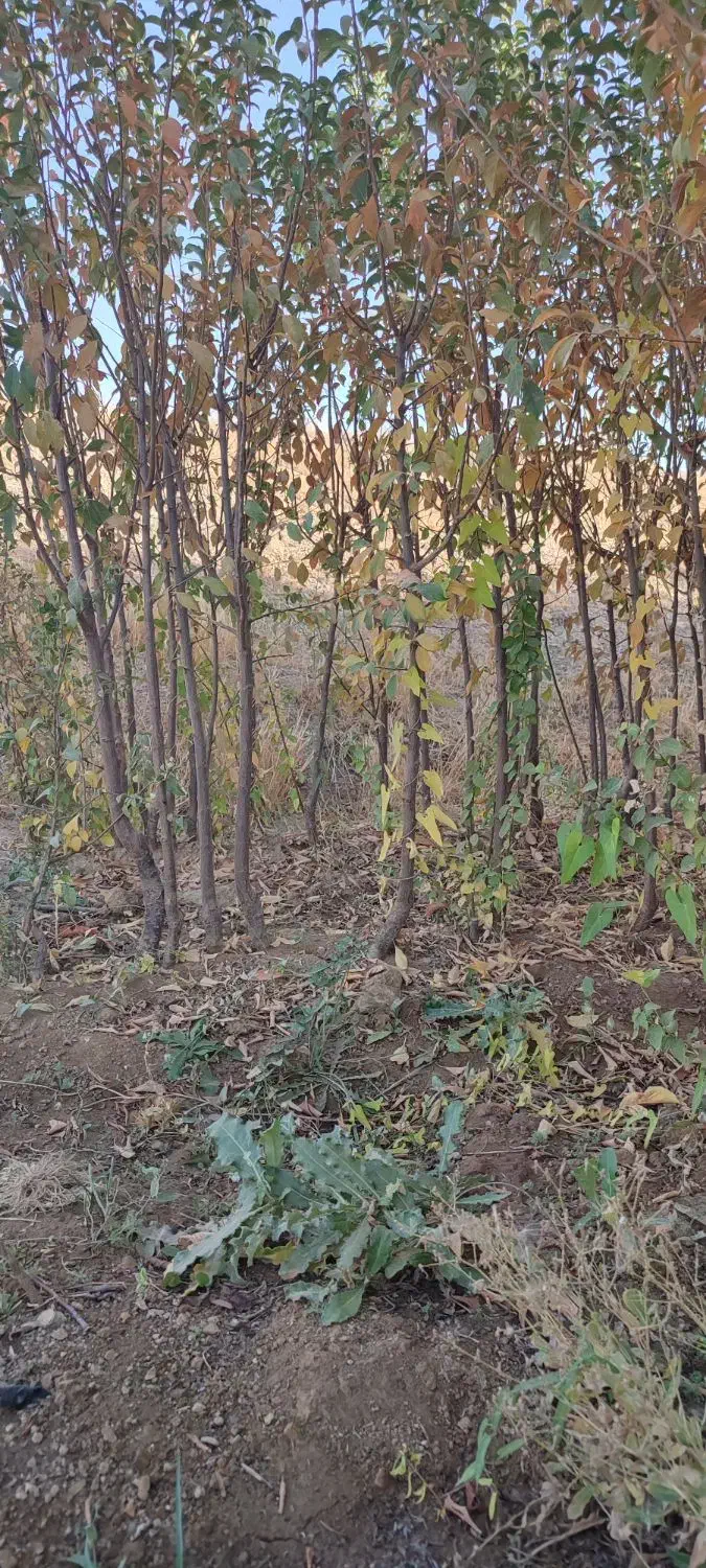 انواع نهالهای مسمروغیرمسمر فقد45هزار دیال اباد|خدمات باغبانی و درختکاری|قزوین, |دیوار