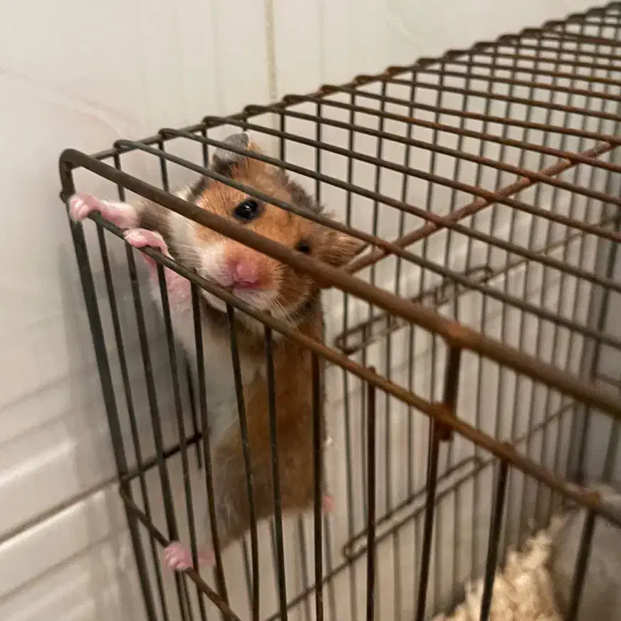 همستر|موش و خرگوش|زنجان, |دیوار