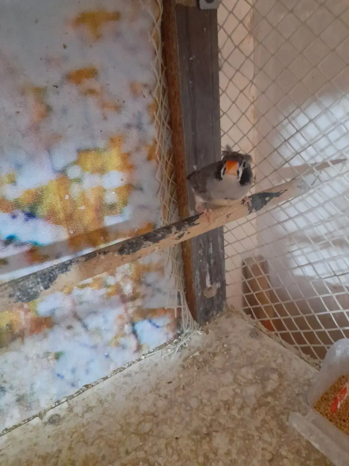 فنچ کاکلی|پرنده|پاکدشت, شهرک انقلاب|دیوار