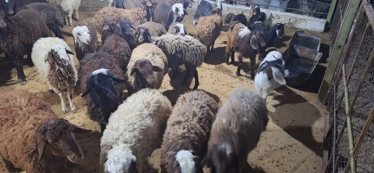 فروش بره و بزغاله|حیوانات مزرعه|کوهدشت, |دیوار