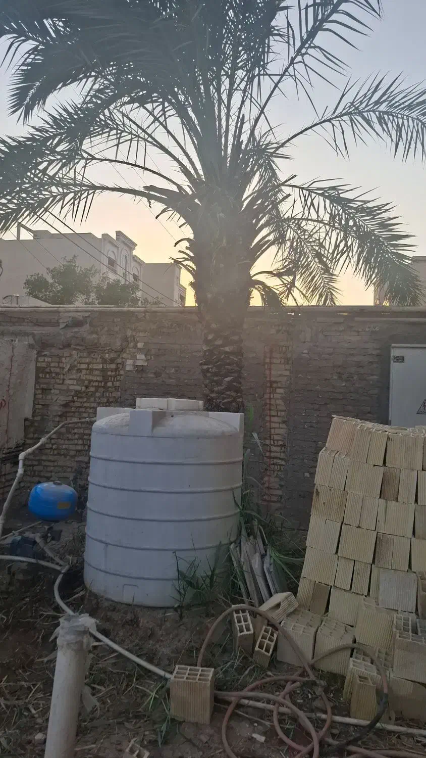 نخل برحی|گل و گیاه طبیعی|اهواز, کیان اباد|دیوار