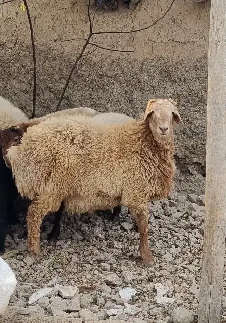 بره نر قوچی|حیوانات مزرعه|آشخانه, |دیوار