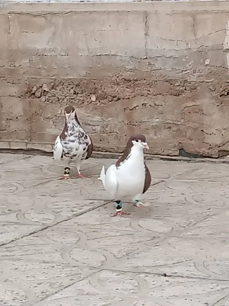 کبوتر شهری|پرنده|کوار, |دیوار