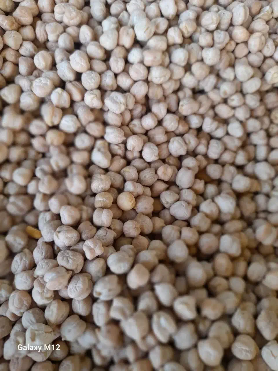 نخود فلافلی سایز ۵.۶|عمده‌فروشی|گوهرکوه, |دیوار