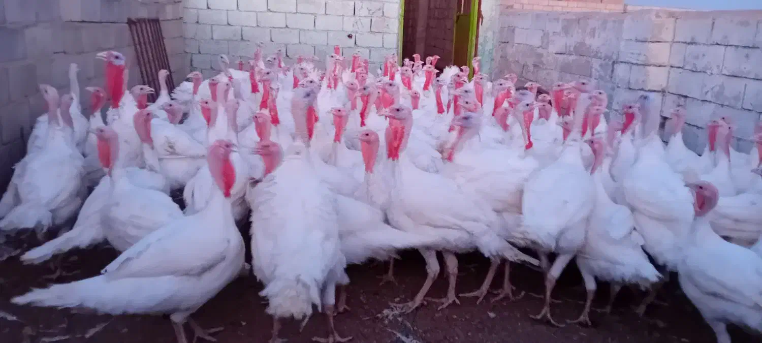 بوقلمون کشتاری|حیوانات مزرعه|سبزوار, قصبه شرقی|دیوار