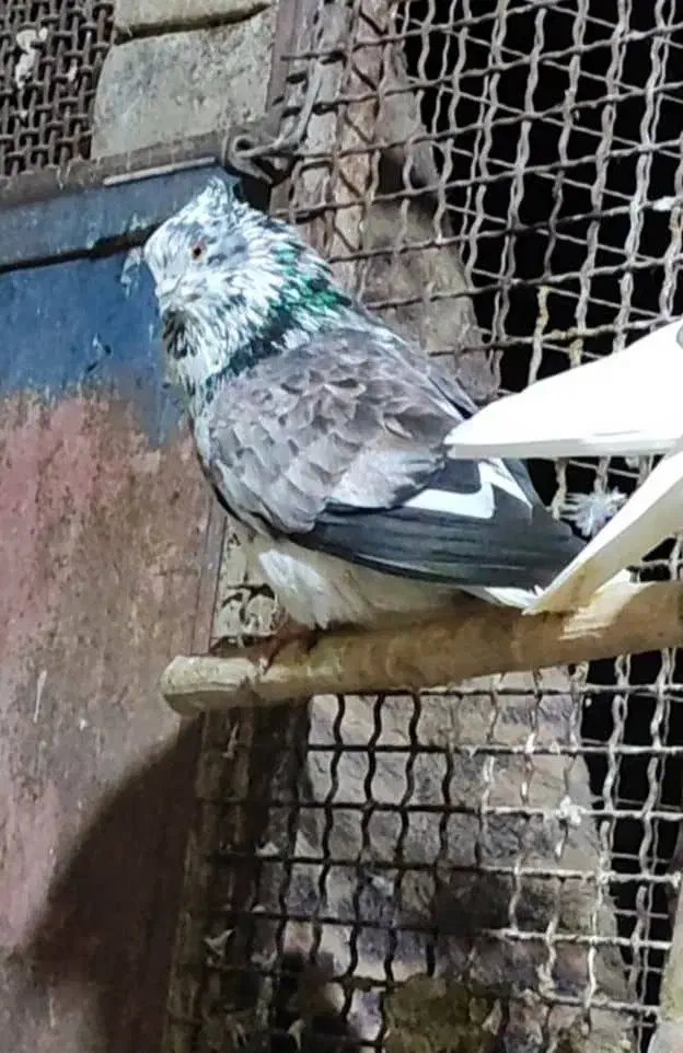 کبوتر کفتر گرو تضمینی|پرنده|خمینیشهر, |دیوار