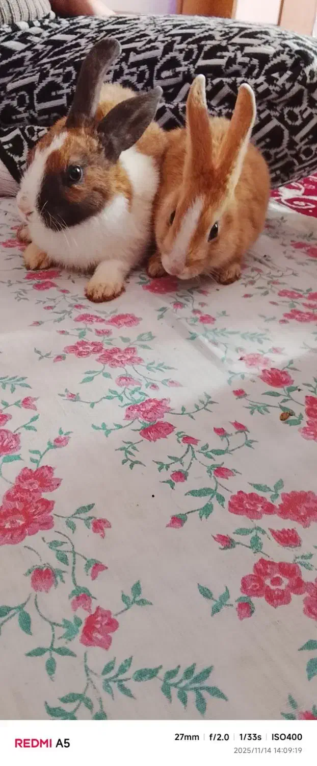 دو عدد خرگوش سالم|موش و خرگوش|ارومیه, |دیوار