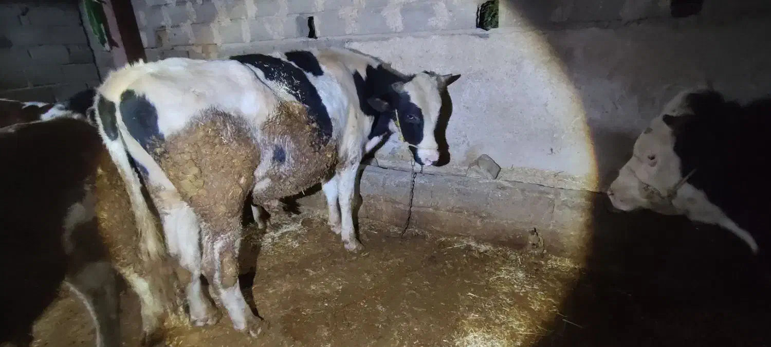 گوساله پای قصابی درجه یک توافقی|حیوانات مزرعه|تهران, جمهوری|دیوار