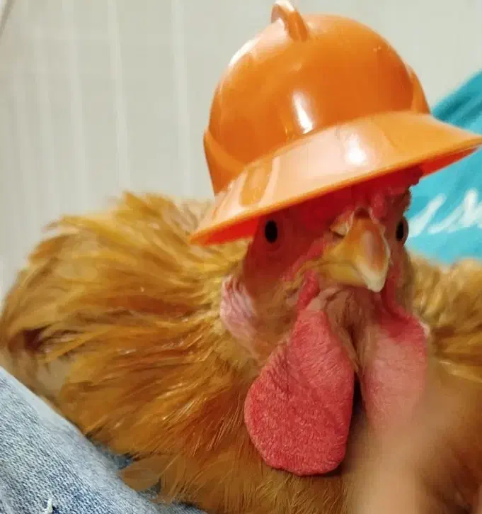 خروس محلی|حیوانات مزرعه|قم, باغ کرباسی|دیوار