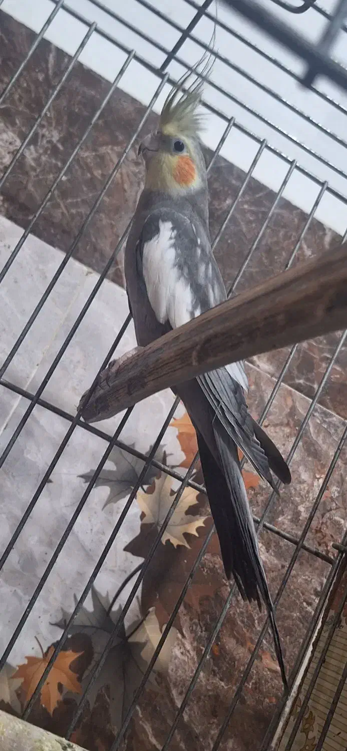 عروس هلندی|پرنده|بهبهان, |دیوار