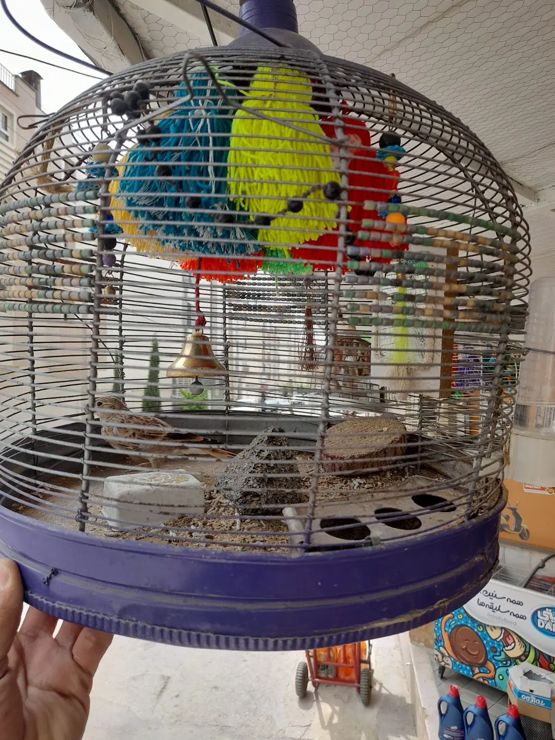 قناری|پرنده|شیراز, شهرک رضوان|دیوار