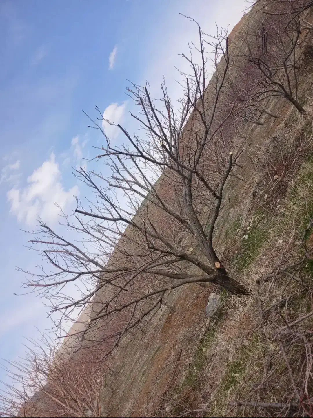 هرس کار|خدمات باغبانی و درختکاری|تکاب, |دیوار