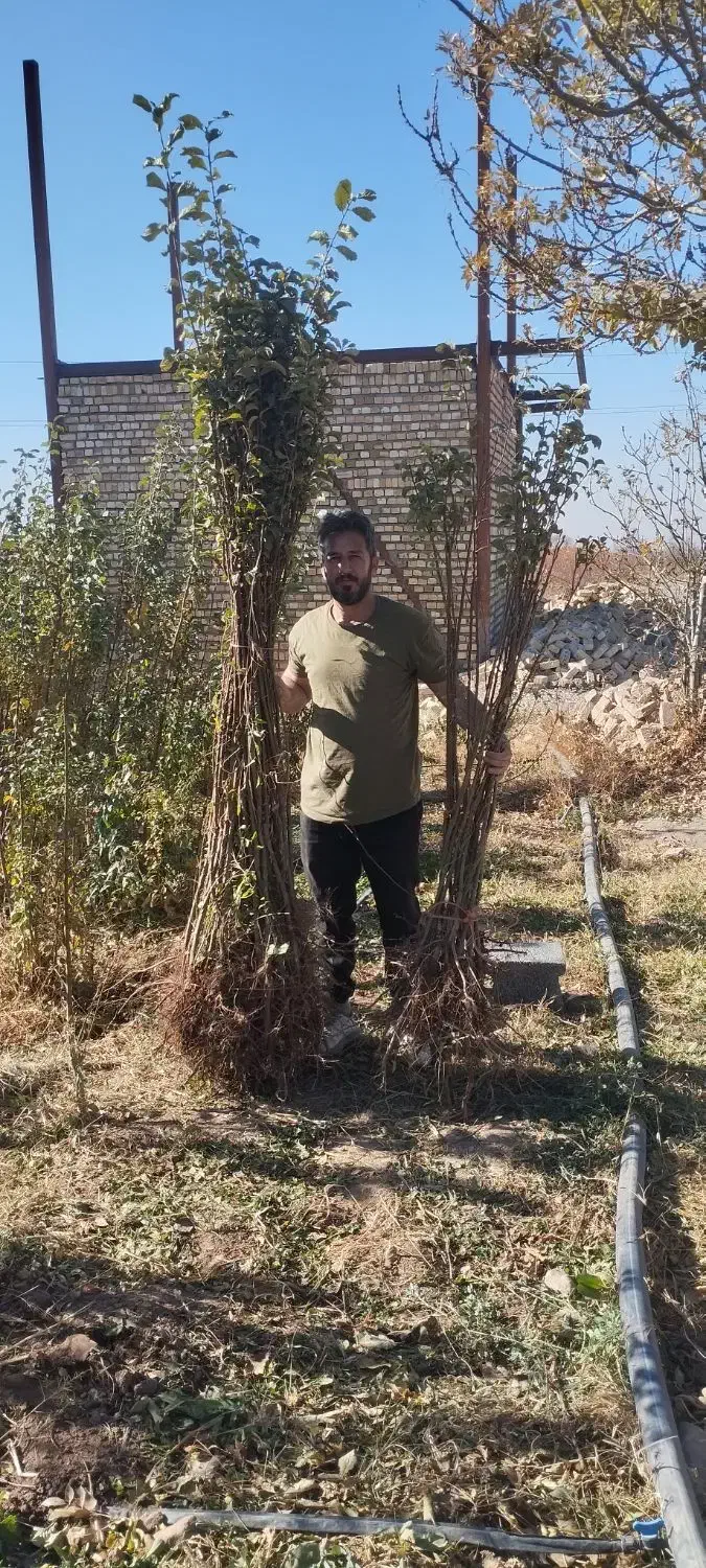 نهال آلو و هلو|خدمات باغبانی و درختکاری|نیشابور, بلوار گلها|دیوار