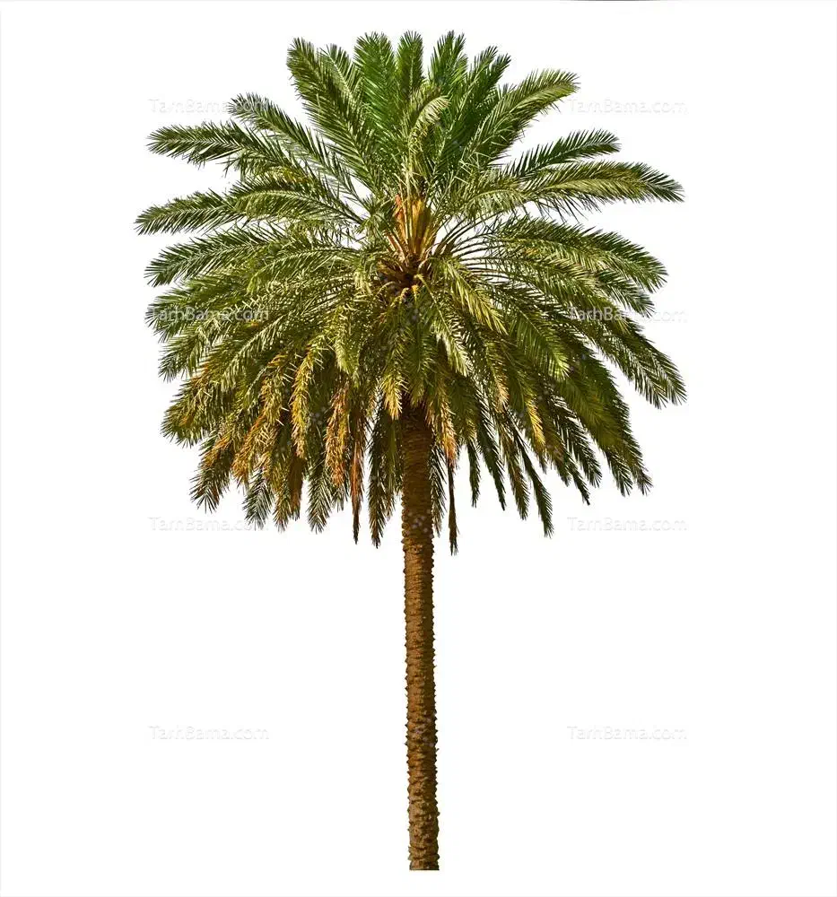 کاشت نخل|خدمات باغبانی و درختکاری|آبپخش, |دیوار