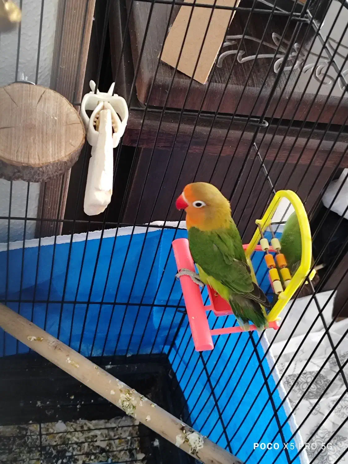 کوتوله برزیلی نر بالغ|پرنده|شاهین‌شهر, حافظ شمالی|دیوار