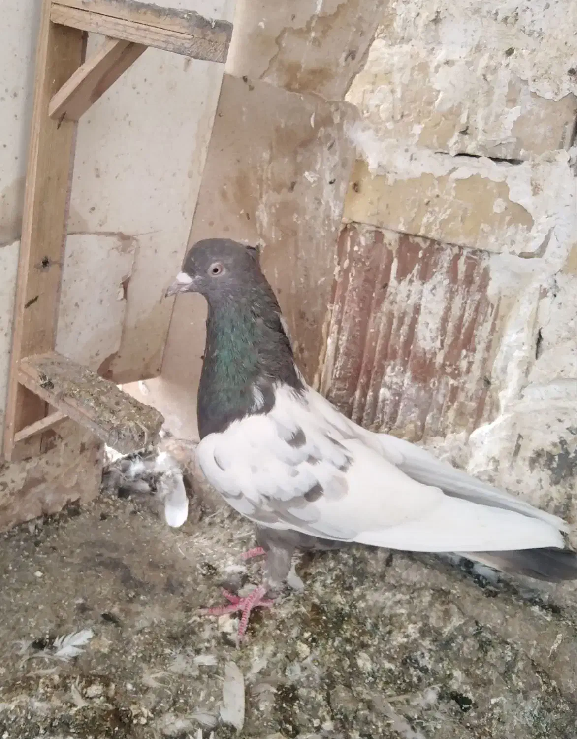 گندم کفتر|لوازم جانبی حیوانات|مشهد, امیریه|دیوار