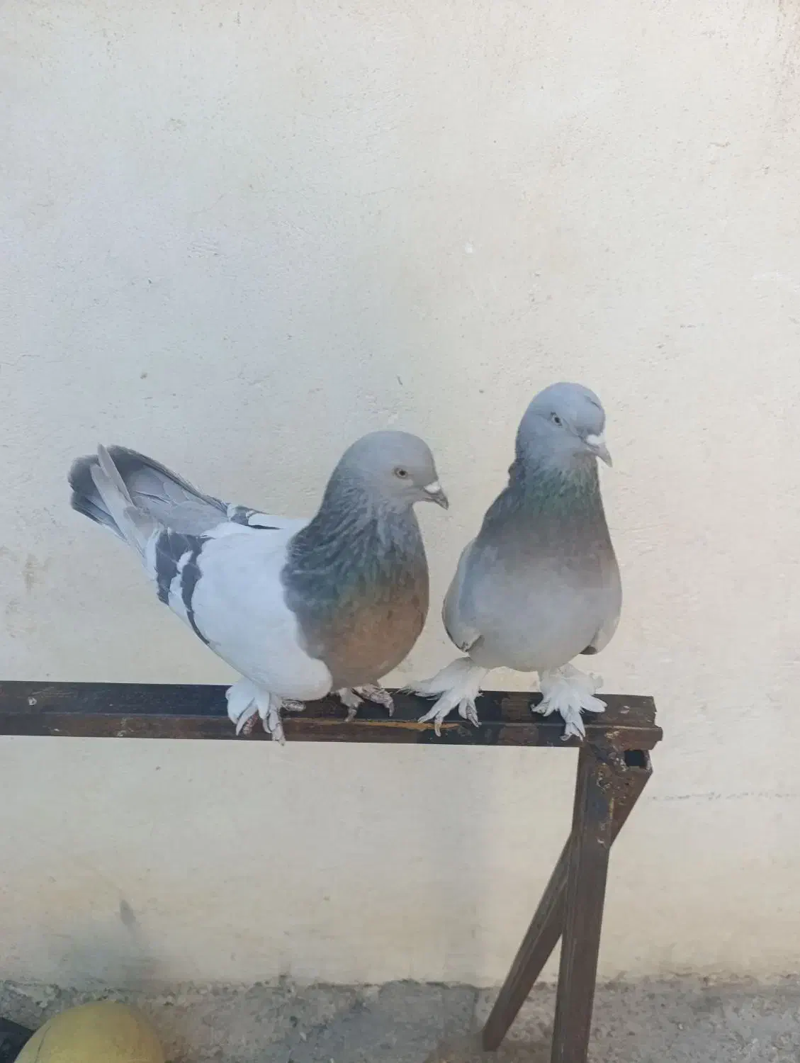 جفت سوسنی بازی کن|پرنده|ارژن, |دیوار