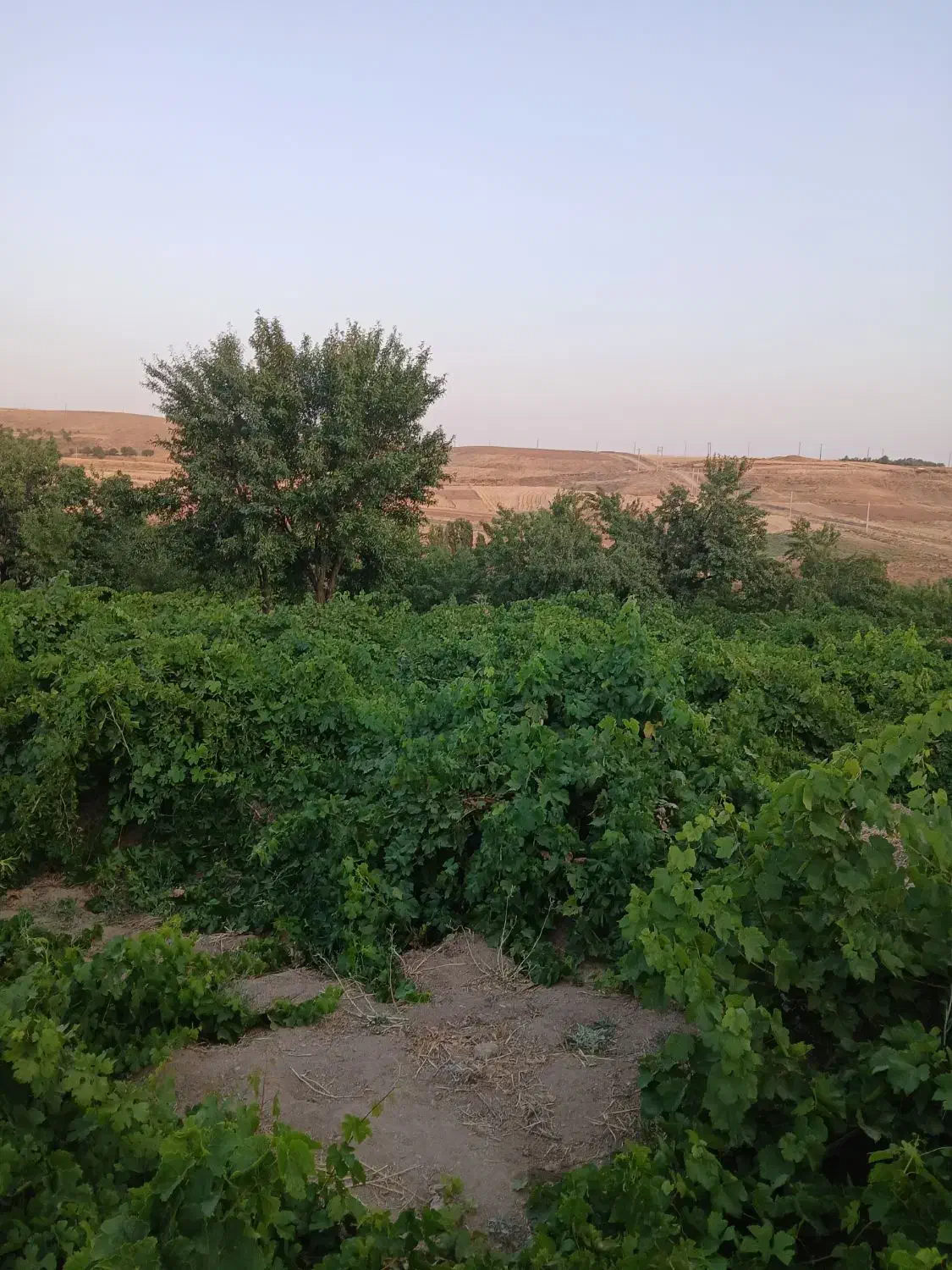 فروش باغ انگور در روستای گیجالی پایین|فروش دفتر صنعتی، کشاورزی، تجاری|بروجرد, |دیوار