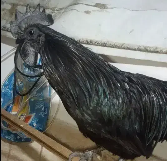 تخم مرغ ایام سمانی|حیوانات مزرعه|کرمان, |دیوار