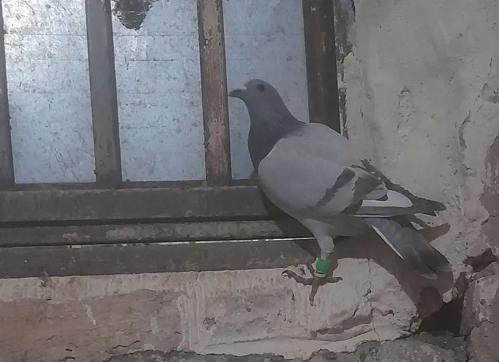 کفترشهرستان...کاشمر|پرنده|کاشمر, |دیوار