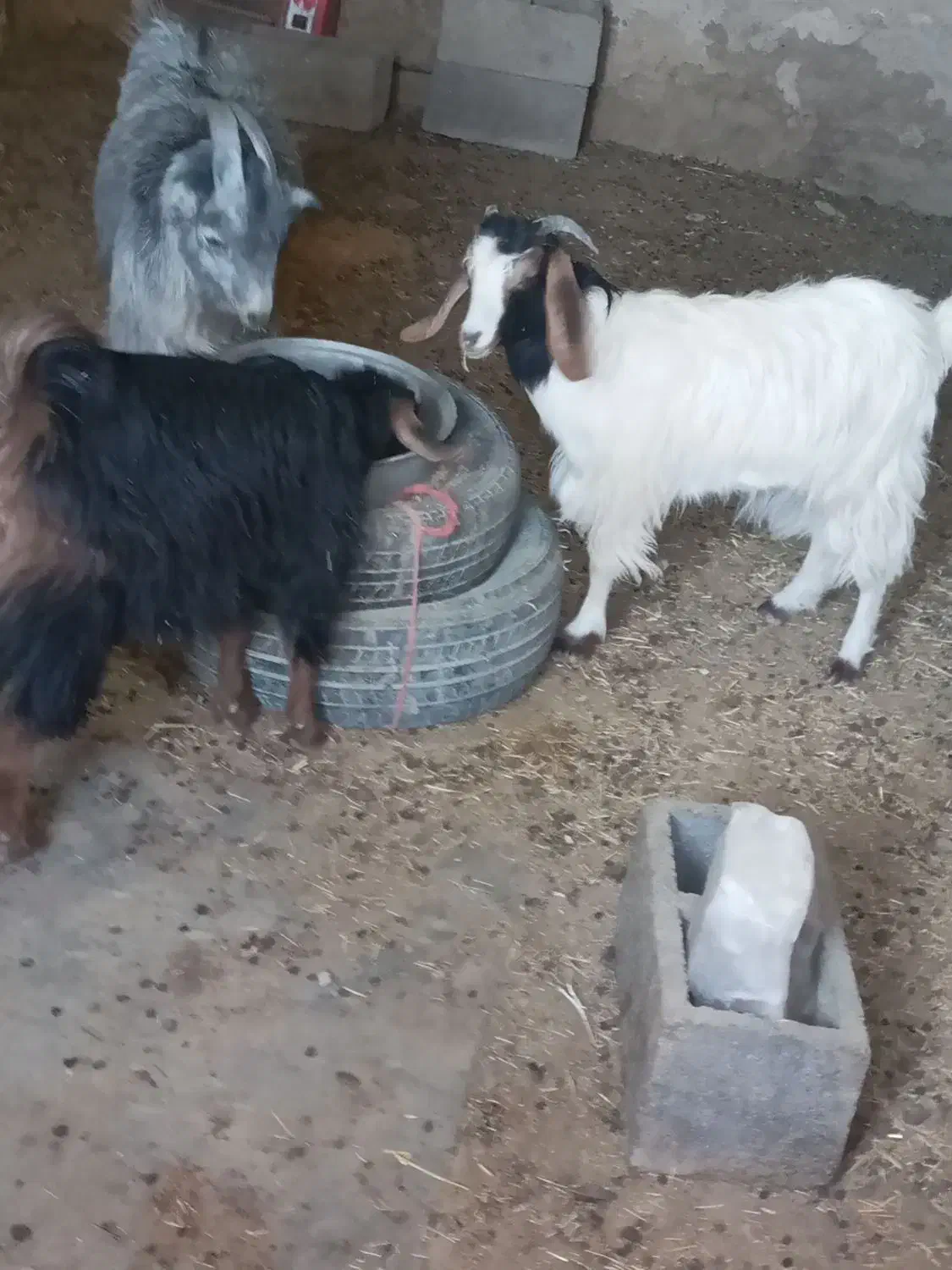 فروش بزغاله|حیوانات مزرعه|گلپایگان, |دیوار